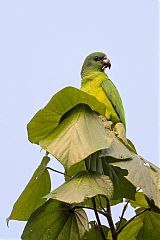 Black-billed Parrot